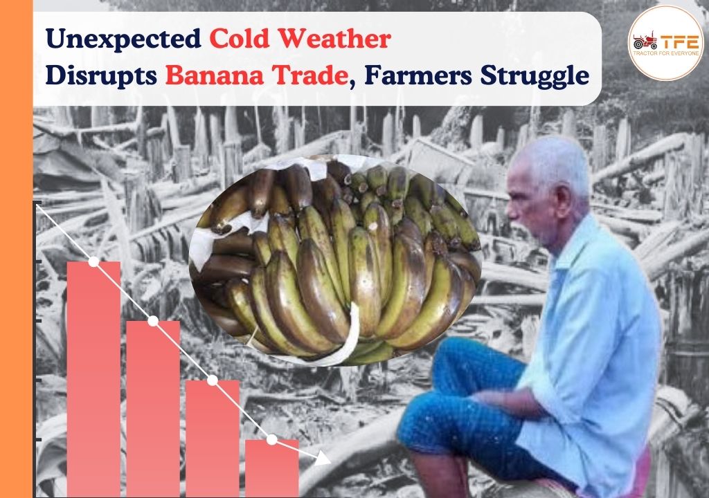 https://www.tractorforeveryone.com/uploads/blog/1736776340_Unexpected_Cold_Weather_Disrupts_Banana_Trade_Farmers_Struggle.jpg